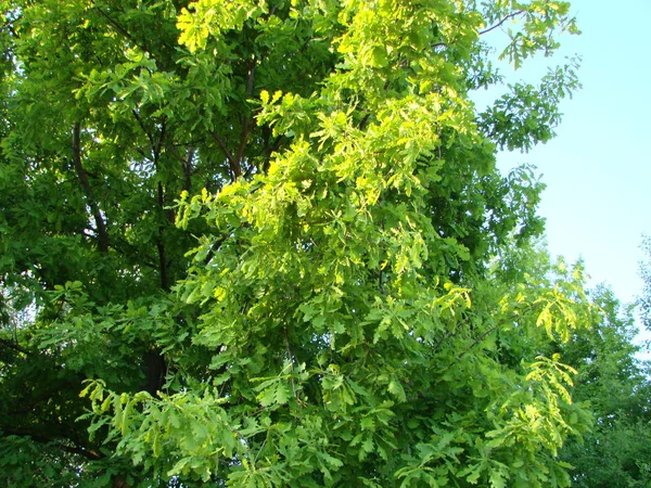 Pradera de primavera con gran árbol con hojas verdes frescas — Foto de Stock