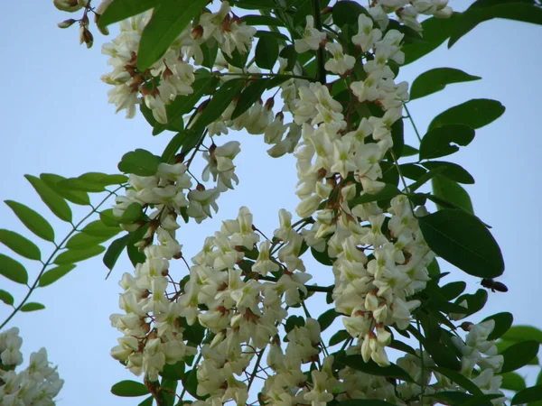 Les fleurs d'acacia fleurissent au printemps. branche de fleurs d'acacia avec un fond vert — Photo