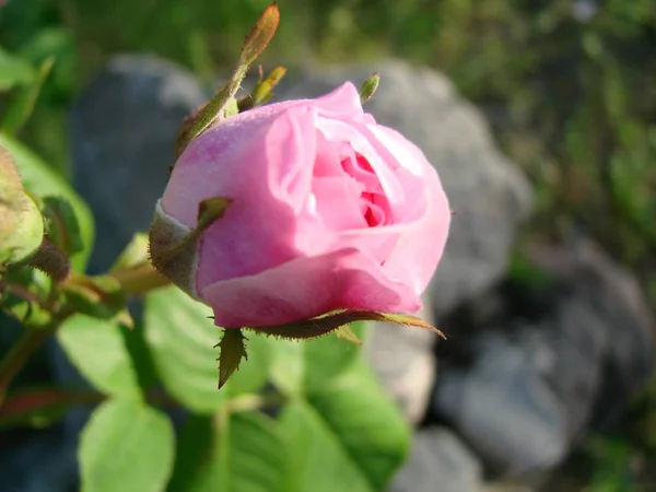 Belas flores de rosas de casa de chá na cama de jardim — Fotografia de Stock