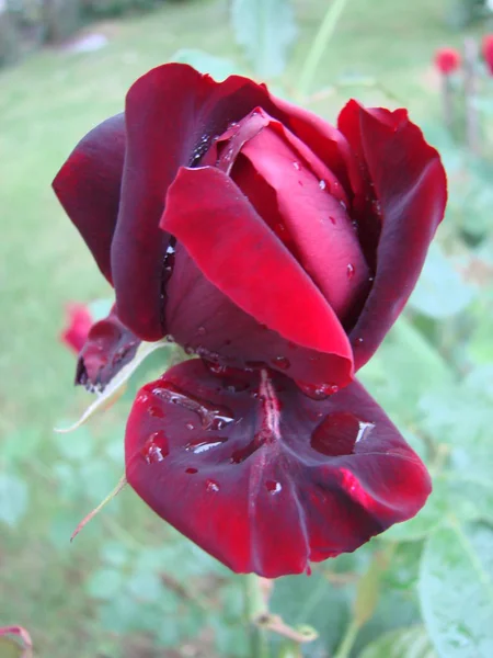 Rote Rosenblätter mit Regentropfen in Großaufnahme. rot — Stockfoto