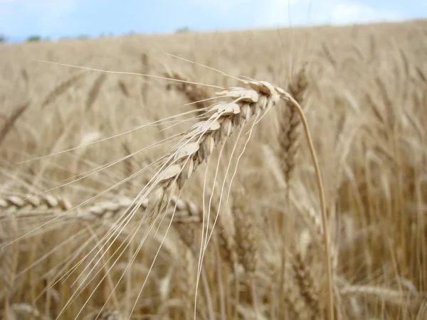 밀 밭. 황금 밀의 귀가 닫힙니다. 여름날 푸른 하늘을 배경으로 밀의 귀. — 스톡 사진