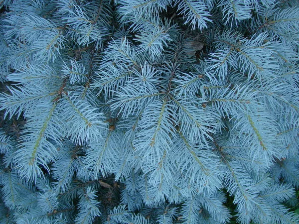 Blaufichte Grünfichte Blaufichte Mit Dem Wissenschaftlichen Namen Picea Pungens Ist — Stockfoto