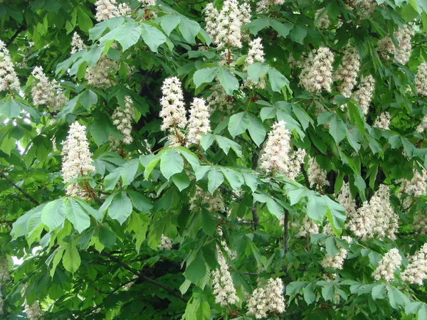 Cheval de châtaignier en fleurs. Bouquets blancs de fleurs de châtaignier sur fond bleu ciel — Photo