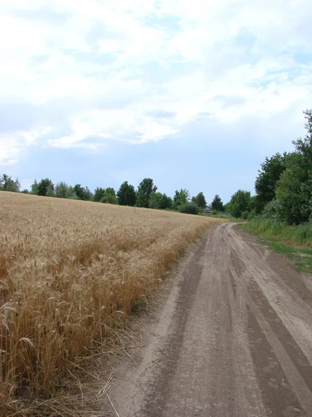 밀 밭을 통해 농촌 시골 도로. 여름에 노란색 보리 필드입니다. 농업 시즌, 수확 시간입니다. 선셋 일출의 다채로운 드라마틱한 하늘. — 스톡 사진