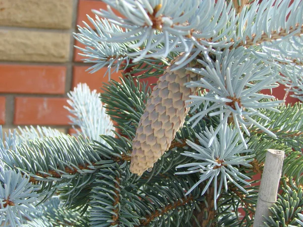 Branche printanière de grand épicéa résineux, nom latin Picea avec de longs gros cônes suspendus — Photo