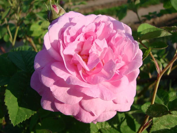 Nádherné květiny z čajových růží v zahradní posteli — Stock fotografie