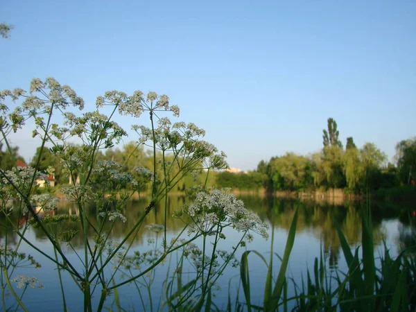 Gyönyörű táj tavacska. Tiszta égbolt — Stock Fotó