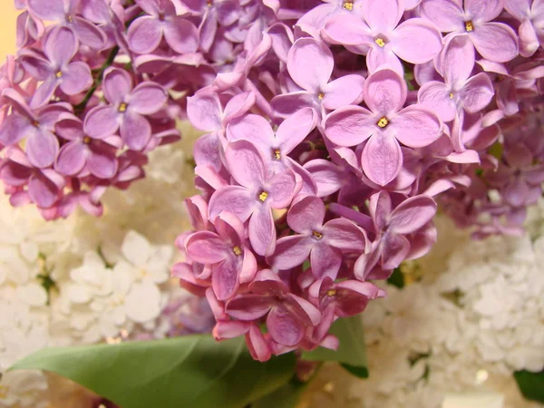 Макрозображення весняних бузкових фіолетових квітів, абстрактний квітковий фон — стокове фото