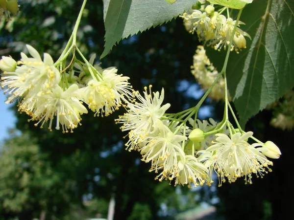 Flores Madeira Tília Árvore Florescente Usado Para Farmácia Boticário Medicina — Fotografia de Stock