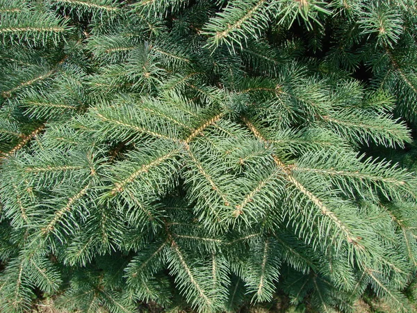 Picea pungens é uma espécie de abeto do gênero "Picea", pertencente à família Asteraceae. . — Fotografia de Stock