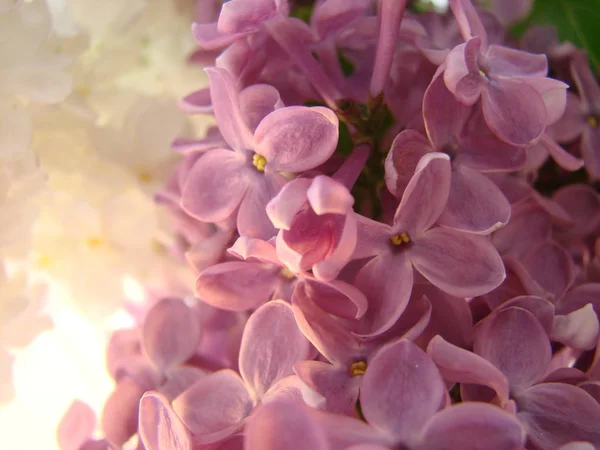 Macro image of spring lilac violet flowers, abstract floral background — Stock Photo, Image