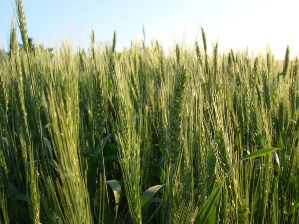 Пшеничні бороди. Пшеничне поле ранкове сонце і схід сонця — стокове фото