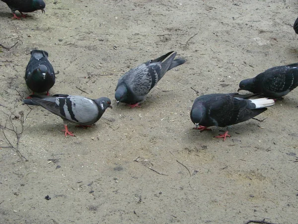 Graue Waldtaube, Columba palumbus, auf verschwommenem Hintergrund sitzend — Stockfoto