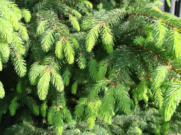 Macro of blue spruce twig, spruce buds. Young green sprouts fir tree twig needles. — Stock Photo, Image