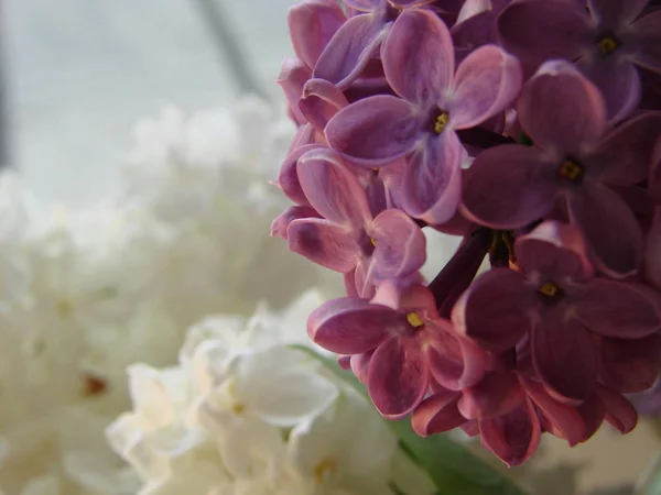 Macro image of spring lilac violet flowers, abstract floral background — Stock Photo, Image