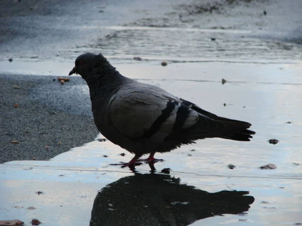 Pigeon drinking water on street , reflection — Stock Photo, Image