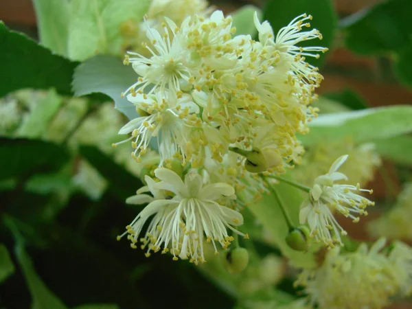 Flores Madeira Tília Árvore Florescente Usado Para Farmácia Boticário Medicina — Fotografia de Stock