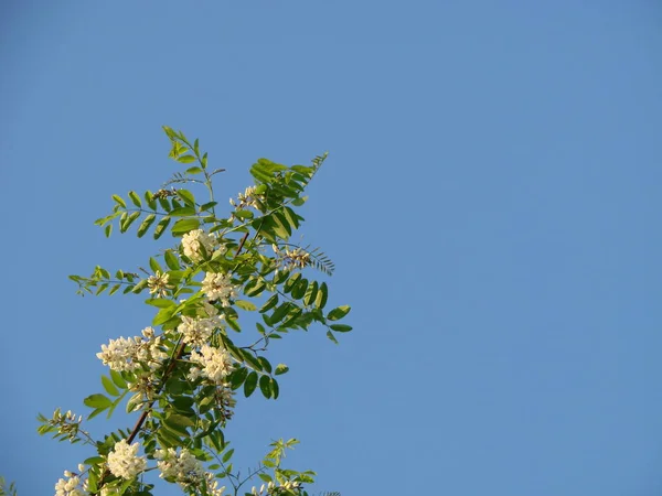 Les Fleurs Acacia Fleurissent Printemps Branche Fleurs Acacia — Photo
