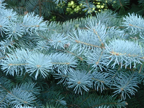 Blue Spruce Green Spruce Blue Spruce Scientific Name Picea Pungens — Stock Photo, Image