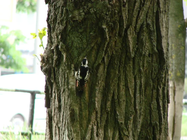 Close Great Spotted Woodpecker Sitting Tree — Stock Photo, Image