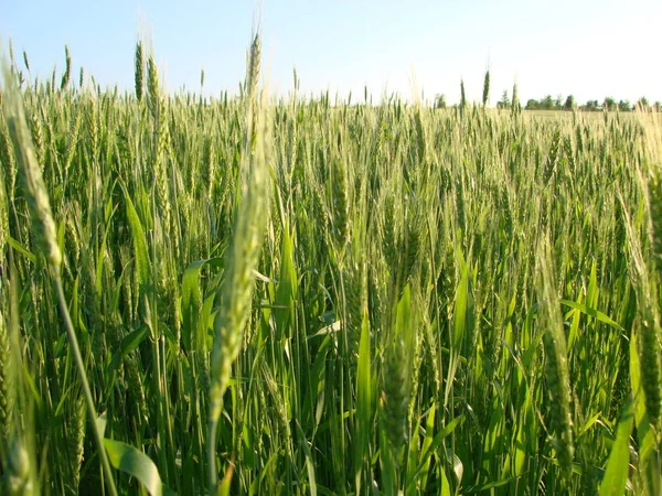 Barbas de trigo. Campo de trigo manhã nascer do sol e sol — Fotografia de Stock