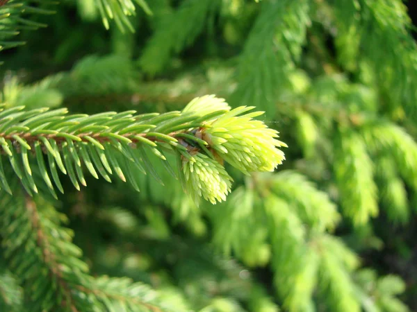 Makro av blågran kvist, Gran knoppar. Unga gröna groddar FIR Tree Twig nålar. — Stockfoto