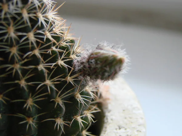 Blooming cactus Opuntia monacantha. Pink cactus flower bud — Stock Photo, Image