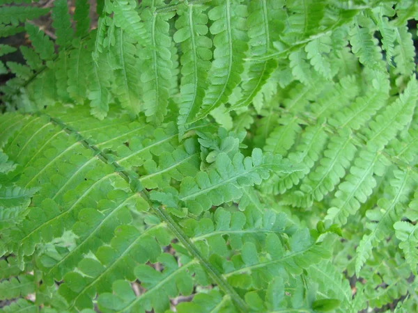 Piękne paprocie liście zielone naturalne kwiatowe tło paproci — Zdjęcie stockowe