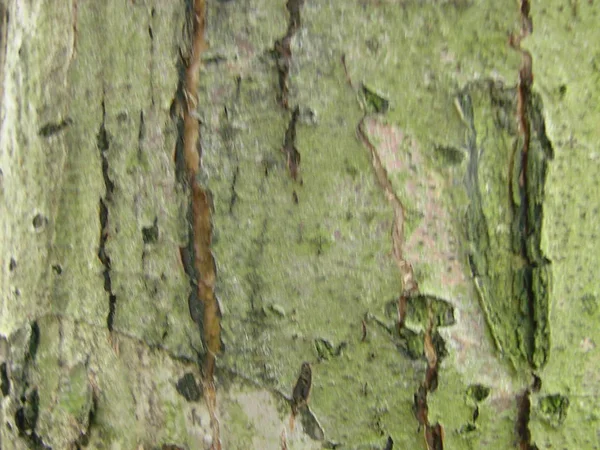 Textura de madera vieja del árbol verdadero. Fondo de madera con musgo verde y moho. Bosque natural rústico foto . — Foto de Stock