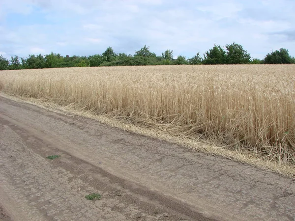 Landstraße durch Weizenfeld. gelbes Gerstenfeld im Sommer. Landwirtschaftssaison, Erntezeit. farbenfroher dramatischer Himmel bei Sonnenuntergang. — Stockfoto