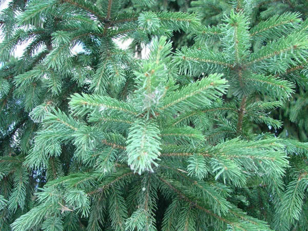 Picea pungens é uma espécie de abeto do gênero "Picea", pertencente à família Asteraceae. . — Fotografia de Stock