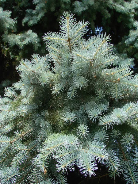 Mavi Ladin Yeşil Ladin Mavi Ladin Bilimsel Adı Picea Pungens — Stok fotoğraf