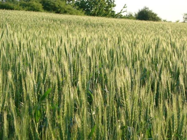 Pszenica Beards. Wheat pole rano wschód słońca i słońce — Zdjęcie stockowe