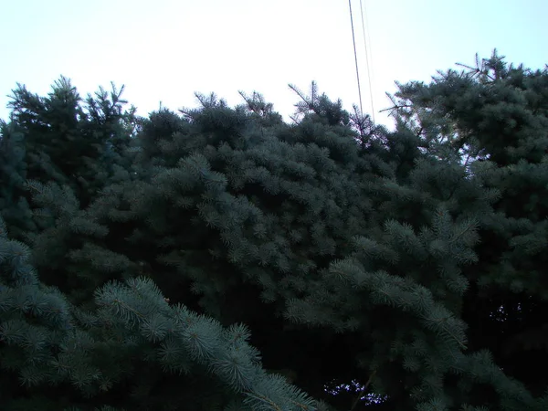 Blue spruce Branch. Vacker gren av Gran med nålar. Julgran i naturen. — Stockfoto