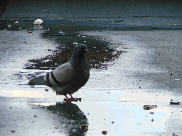 Pigeon drinking water on street , reflection — Stock Photo, Image