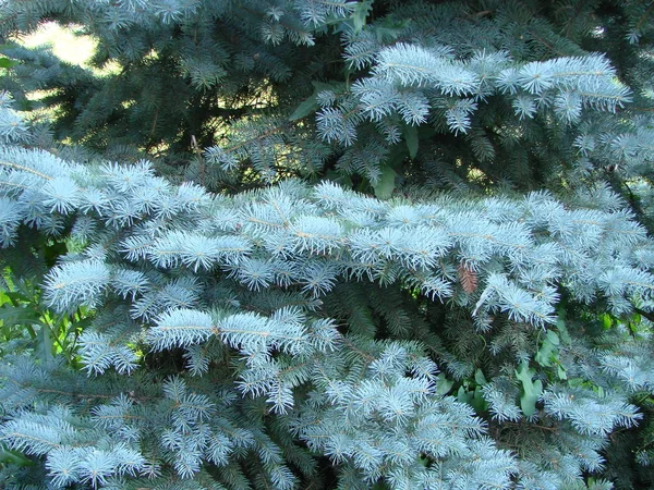 Blågran Grön Gran Blå Gran Med Det Vetenskapliga Namnet Picea — Stockfoto