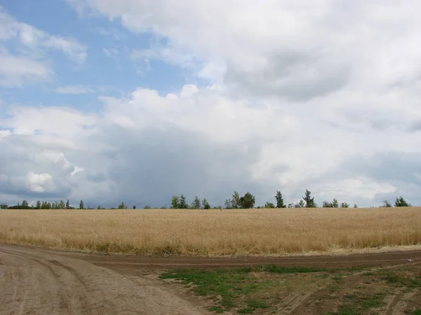 Landstraße durch Weizenfeld. gelbes Gerstenfeld im Sommer. Landwirtschaftssaison, Erntezeit. farbenfroher dramatischer Himmel bei Sonnenuntergang. — Stockfoto