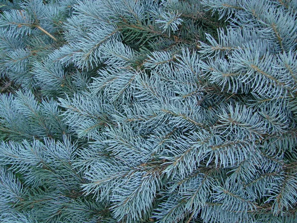 Blauwe Spar Groene Spar Blauwe Spar Met Wetenschappelijke Naam Picea — Stockfoto