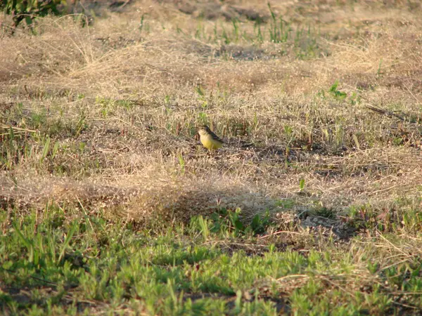 Bachstelze Motacilla flava Standort. Vogel mit Parasit — Stockfoto