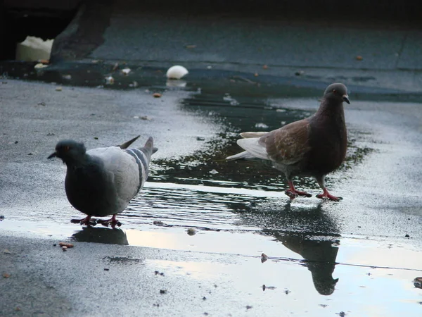 Pigeon drinking water on street , reflection — Stock Photo, Image