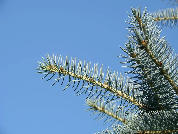 Branches of blue spruce on sky background, close-up macro — Stock Photo, Image