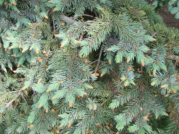 Branche d'épinette. Belle branche d'épinette avec aiguilles. Arbre de Noël dans la nature. Épinette verte . — Photo