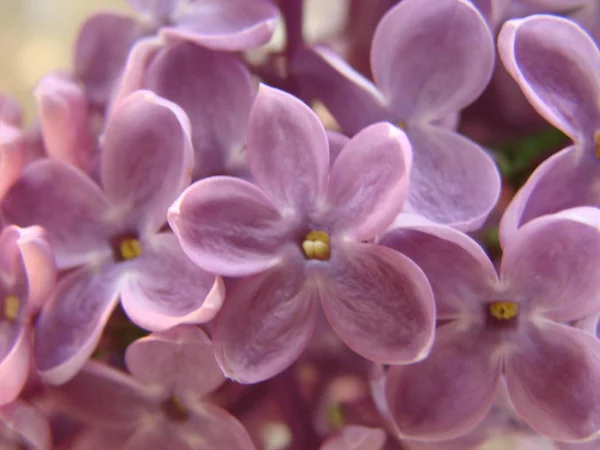 Concept of leader,or differentiation.Purple lilac flowers as a background — Stock Photo, Image