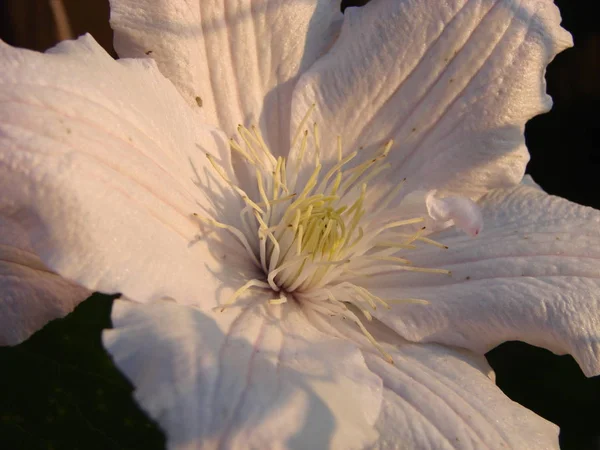 Gros plan frontal d'une belle fleur Clematis Montana Rubens aux pétales rose clair et blanc — Photo