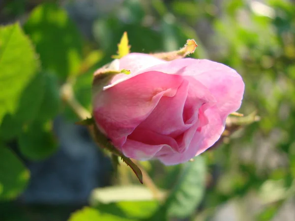 Vackra blommor av tehus rosor i trädgården sängen — Stockfoto