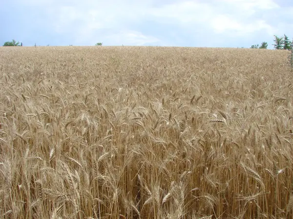 Campo Rural Road Through Wheat Field (em inglês). Campo de cevada amarelo no verão. Temporada agrícola, época da colheita. Céu Dramático Colorido Ao Nascer do Sol . — Fotografia de Stock