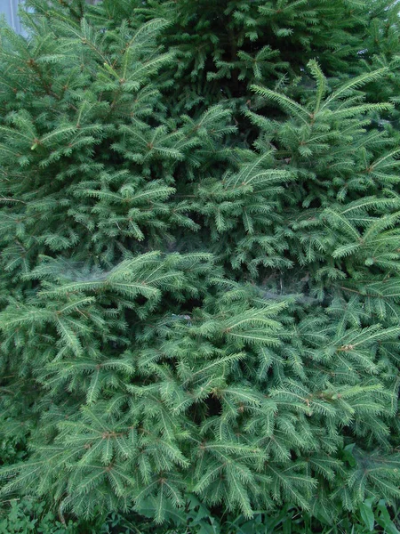Blue spruce, green spruce, blue spruce, with scientific name Picea pungens, is a species of spruce tree. — Stock Photo, Image