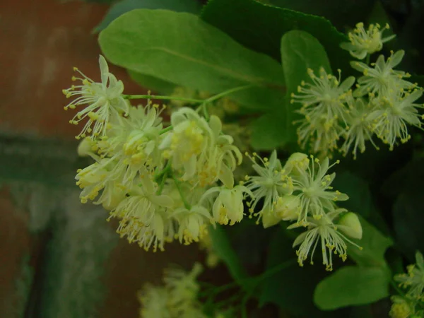 Flowers Blossoming Tree Linden Wood Used Pharmacy Apothecary Natural Medicine — Stock Photo, Image