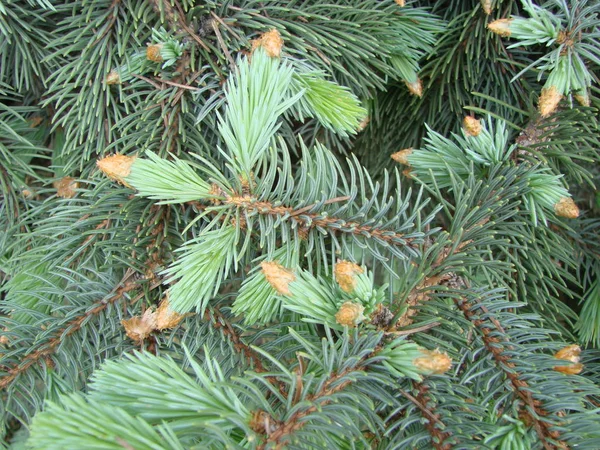 Fichtenzweig. Schöner Fichtenzweig mit Nadeln. Weihnachtsbaum in der Natur. Grüne Fichte. — Stockfoto