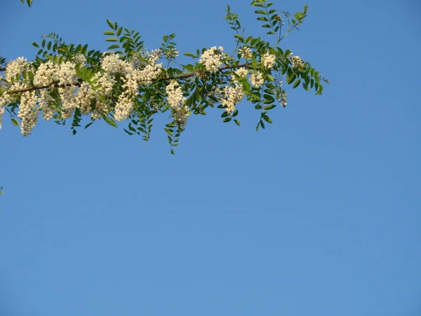 Acacia tree flowers blooming in the spring. Acacia flowers branch